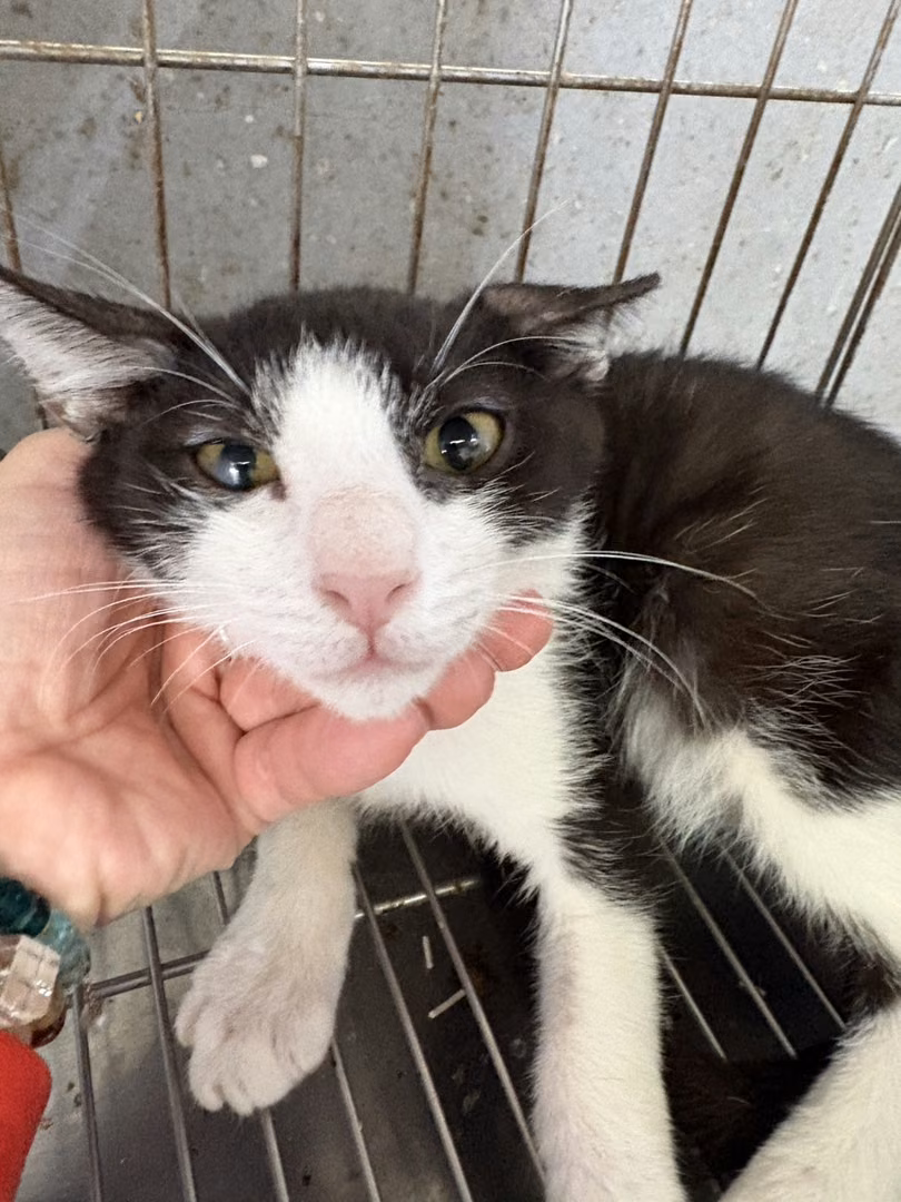 Black-and-white adult male mixed-breed cat, Medium, shelter no. …8001
