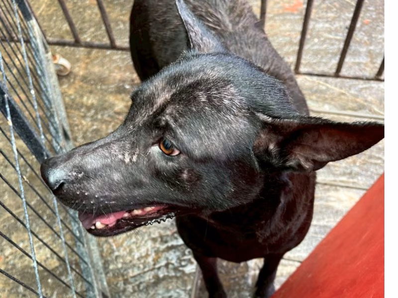 Black adult female mixed-breed dog, Large, shelter no. …013D