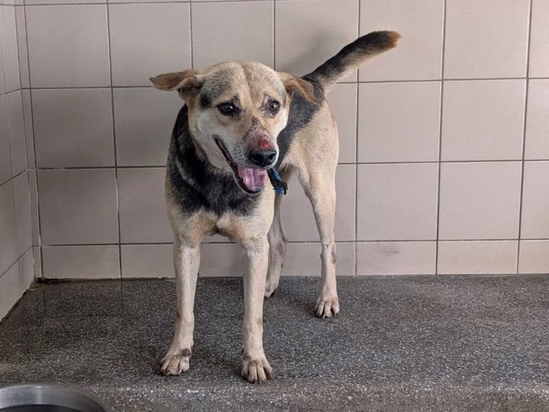Patched adult male mixed-breed dog, Large, shelter no. …1702