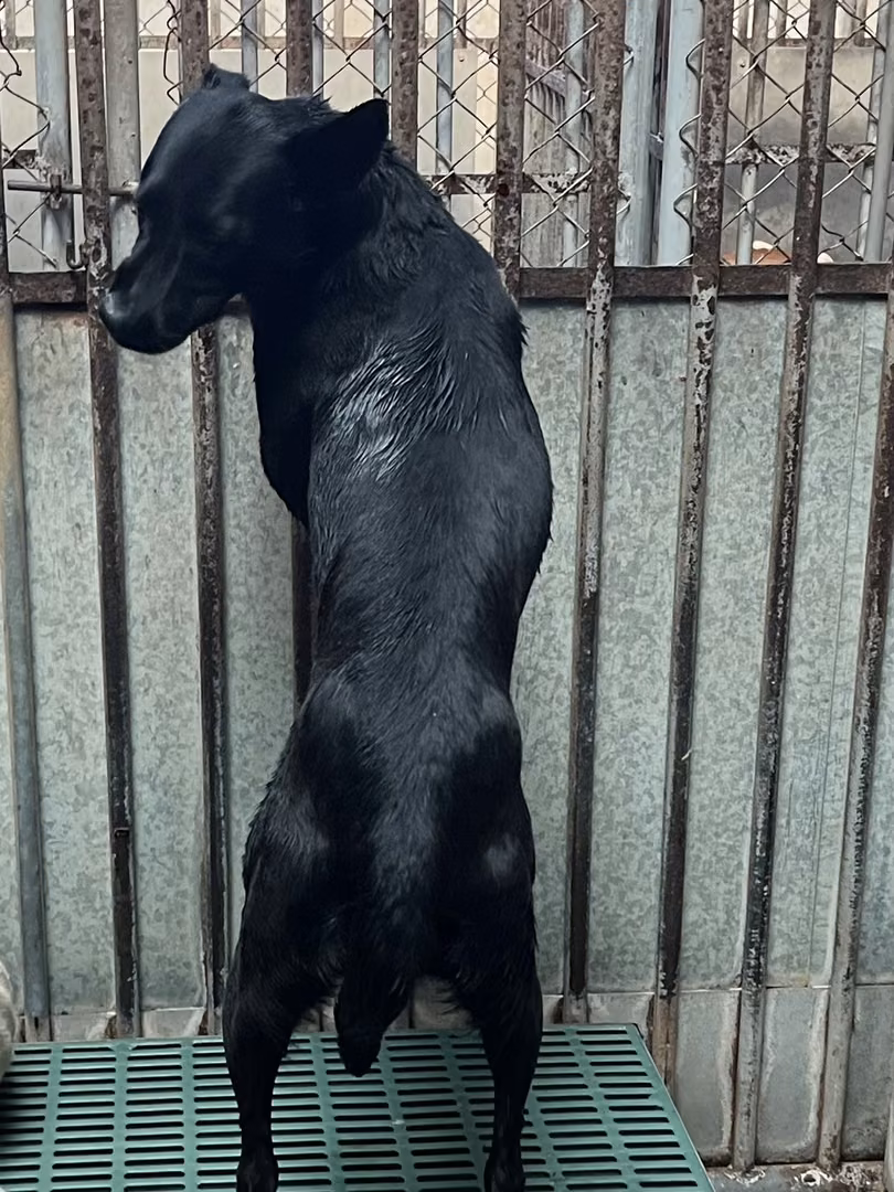 Black adult female mixed-breed dog, Medium, shelter no. …6014