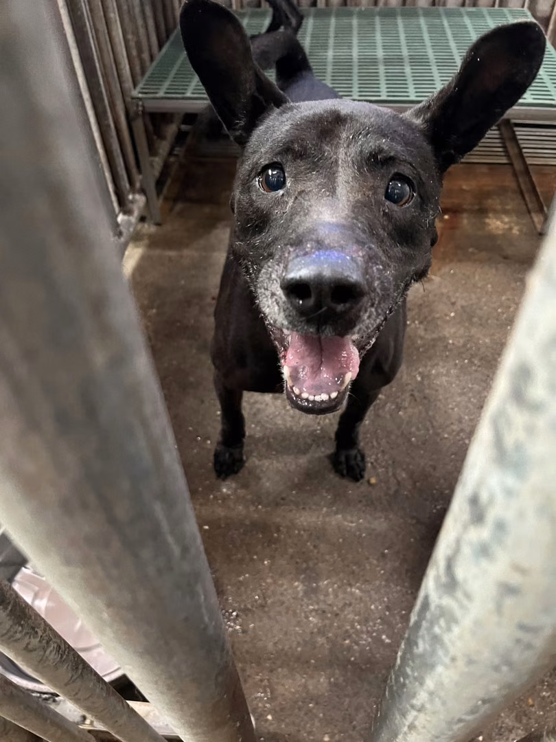 Black adult female mixed-breed dog, Medium, shelter no. …1002