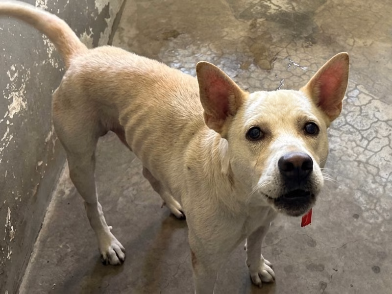 White adult male mixed-breed dog, Medium, shelter no. …4001