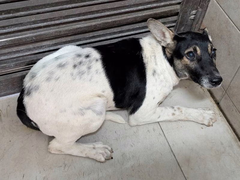 Patched adult female mixed-breed dog, Large, shelter no. …1203