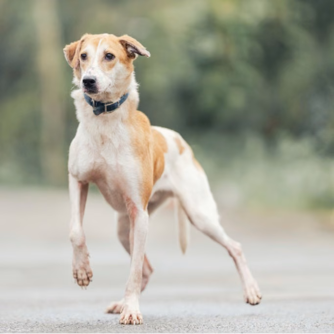 Tan-and-white young male mixed-breed dog, Medium, shelter no. …6001