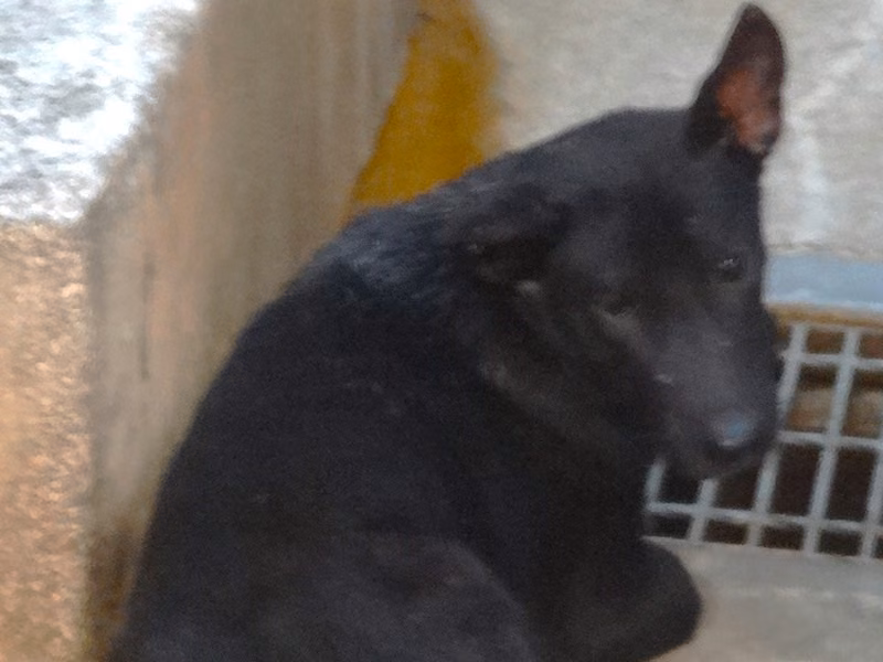 Black adult male mixed-breed dog, Large, shelter no. …1465