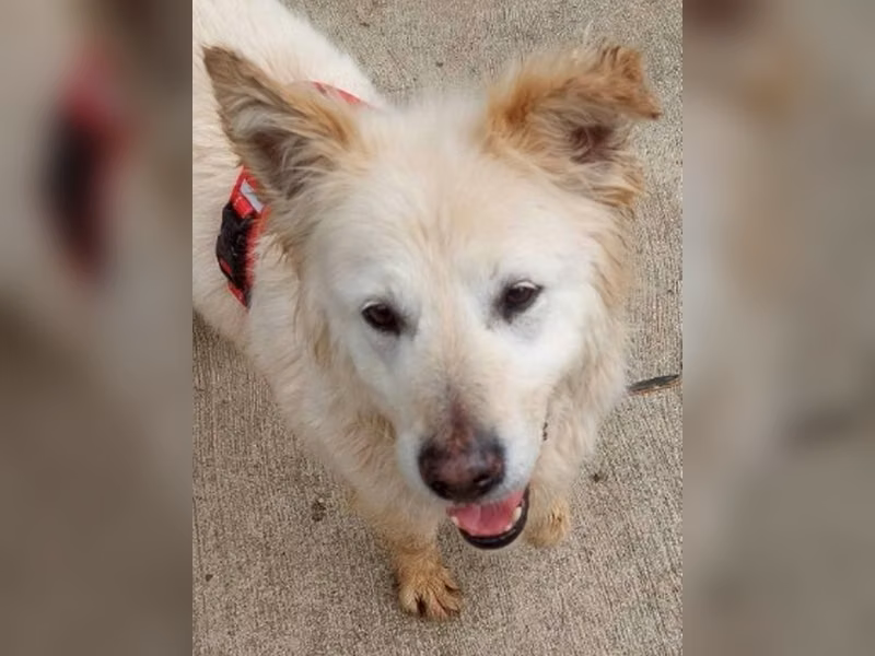 Perro mestizo macho adulto (crema), Mediano, refugio n.º …4009