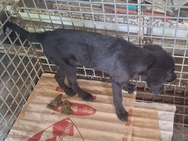 Black adult male mixed-breed dog, Large, shelter no. …035D