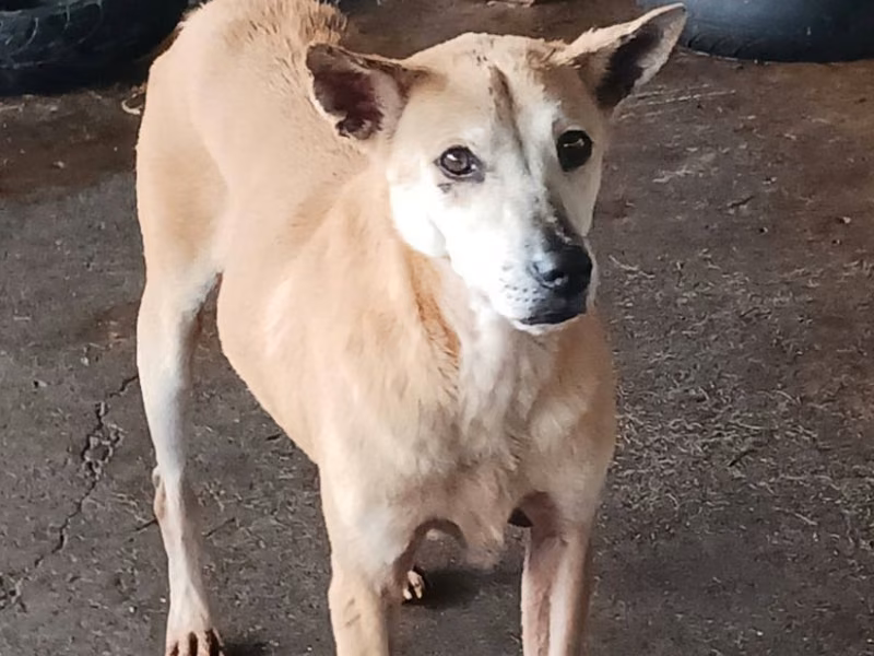 Tan adult male mixed-breed dog, Large, shelter no. …074D