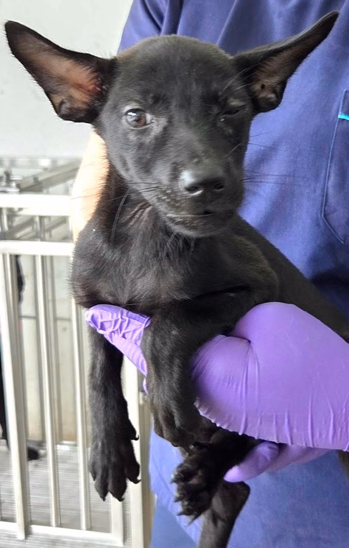 Black young female mixed-breed dog, Medium, shelter no. …1004