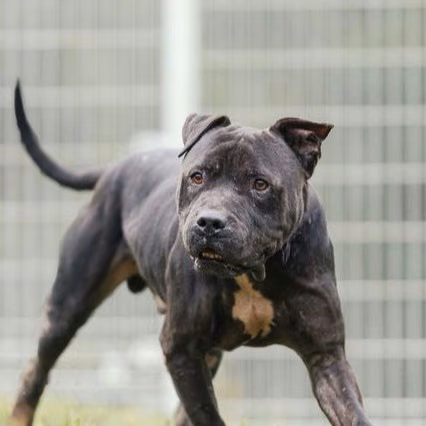 Black adult male American Pit Bull Terrier, Large, shelter no. …0001