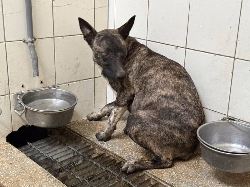 Tabby adult female mixed-breed dog, Large, shelter no. …3A25