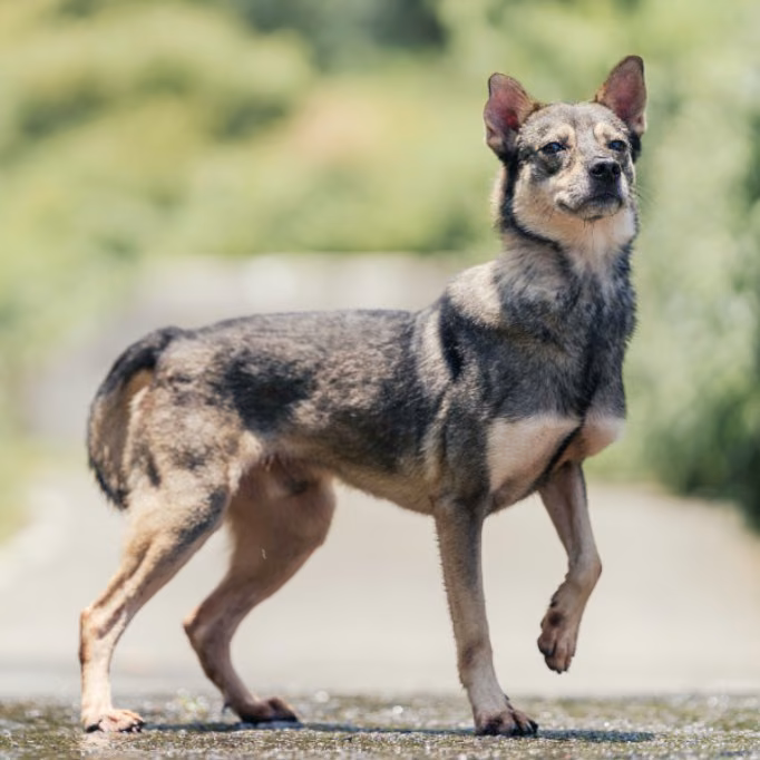 Black-and-gray young male mixed-breed dog, Medium, shelter no. …8002
