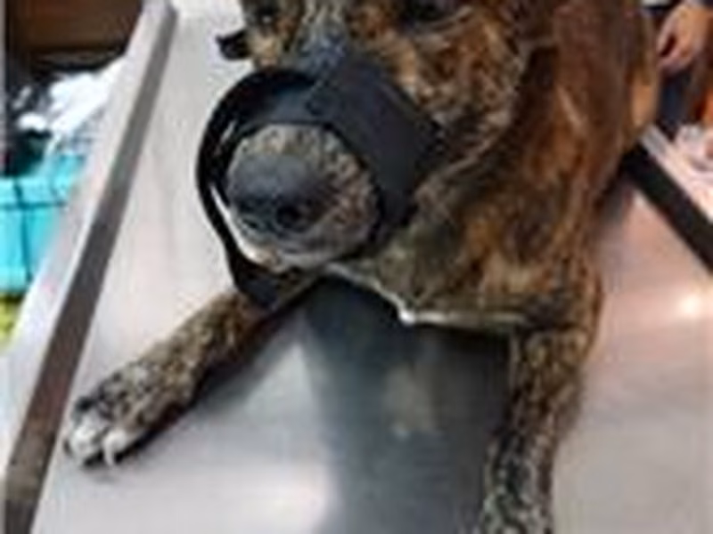 Tabby adult male mixed-breed dog, Medium, shelter no. …1163