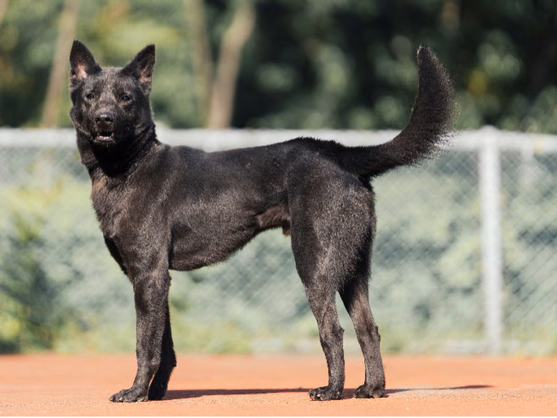 Black adult male mixed-breed dog, Medium, shelter no. …2304