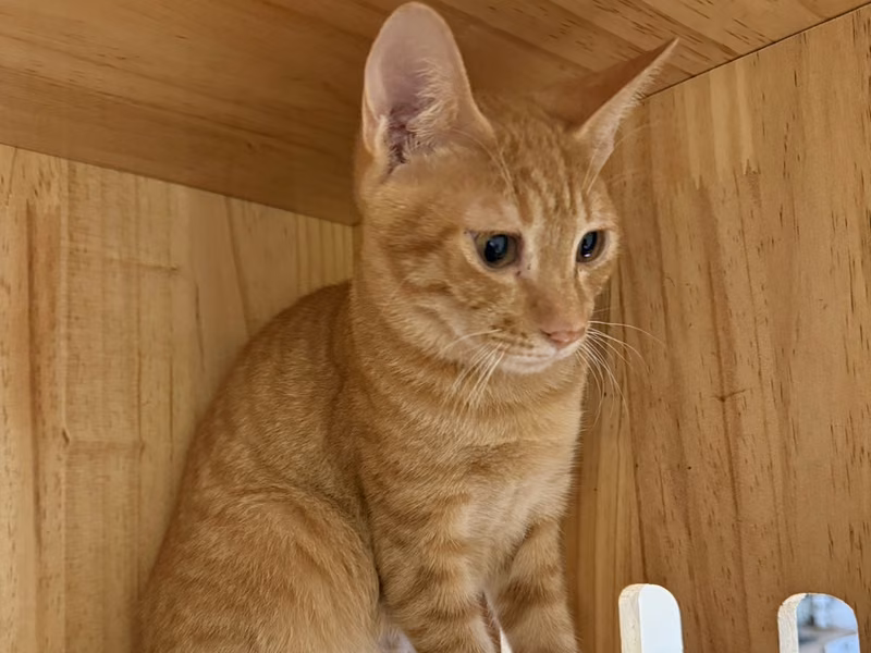 Orange tabby young male mixed-breed cat, Small, shelter no. …1005