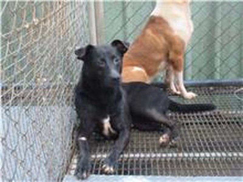 Black adult female mixed-breed dog, Small, shelter no. …2001