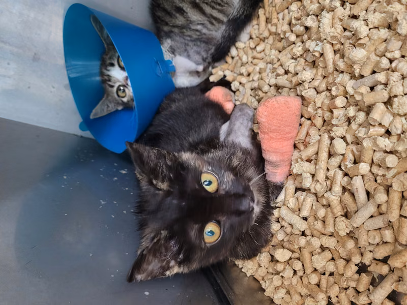 Young female mixed-breed cat, Small, shelter no. …2013