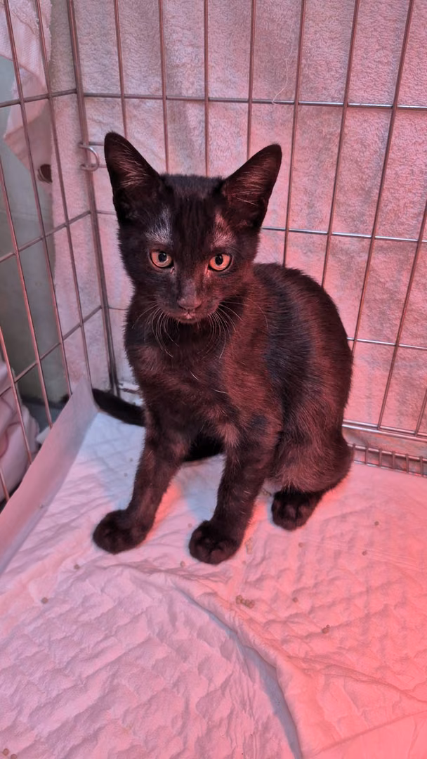 Black young male mixed-breed cat, Small, shelter no. …4002
