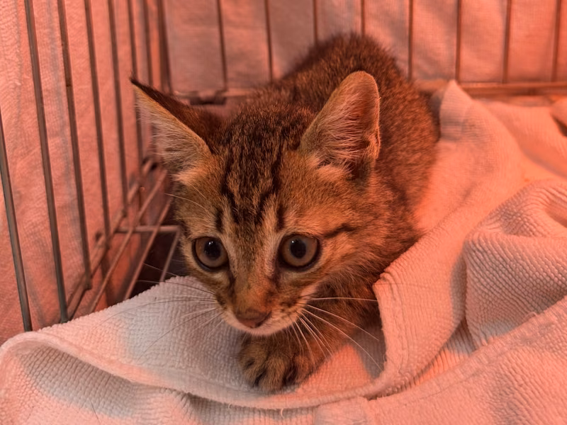 Tabby young male mixed-breed cat, Small, shelter no. …6001