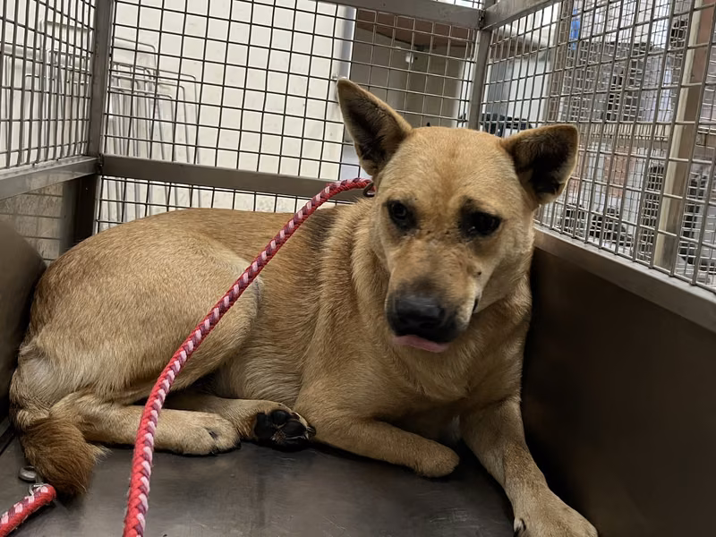 Tan adult female mixed-breed dog, Medium, shelter no. …2903