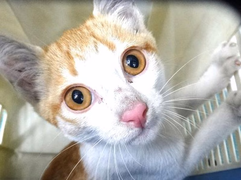 Orange-and-white young mixed-breed cat, Medium, shelter no. …1761