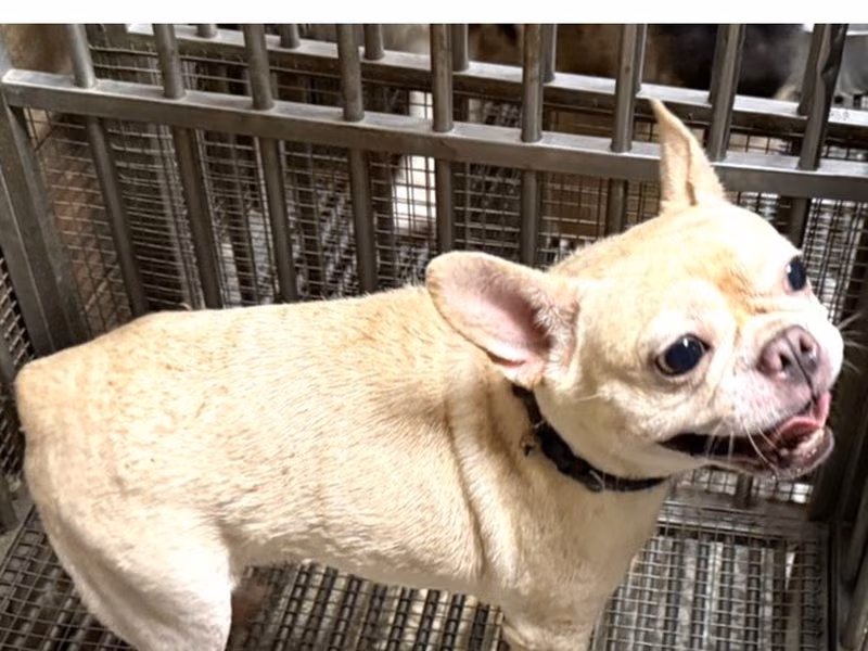 Tan adult female French Bulldog, Medium, shelter no. …07W6