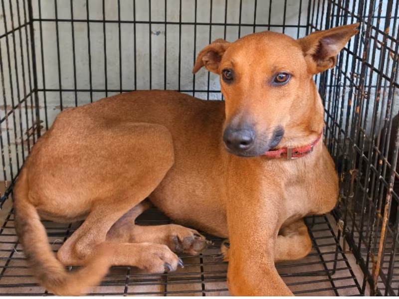 Tan adult male mixed-breed dog, Medium, shelter no. …8-15