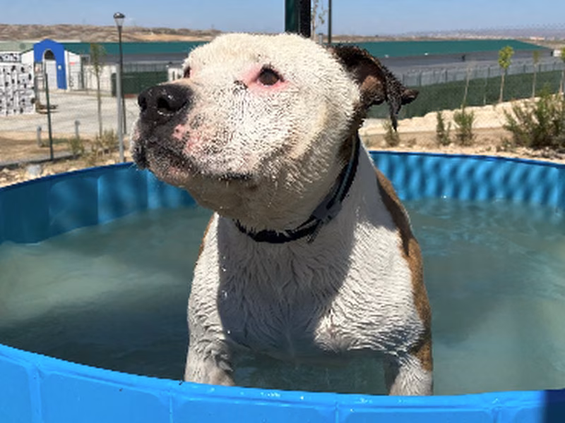 Miguelito, Senior · Male · Large · American Pit Bull Terrier
