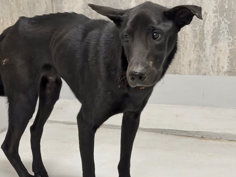 Black adult mixed-breed dog, Medium, shelter no. …5004