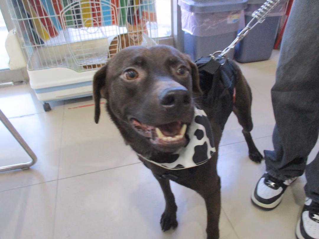 Black adult male mixed-breed dog, Large, shelter no. …03B1