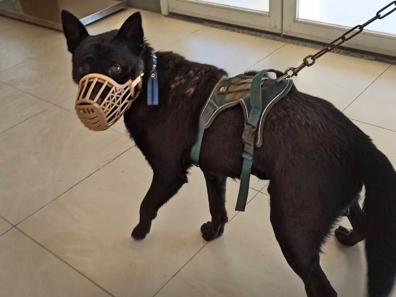 Black adult male mixed-breed dog, Large, shelter no. …7D01