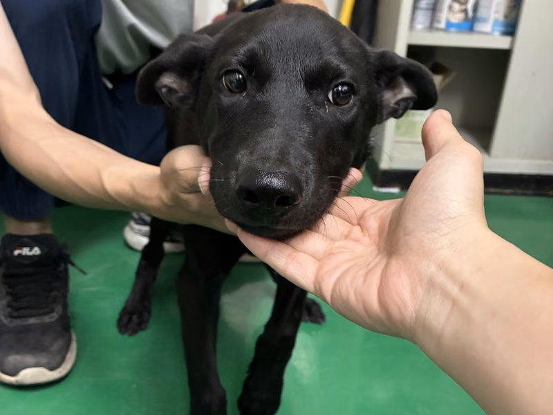 Black young male mixed-breed dog, Small, shelter no. …2007
