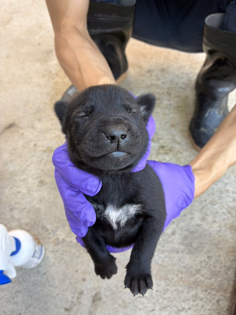 Black young male mixed-breed dog, Small, shelter no. …6013