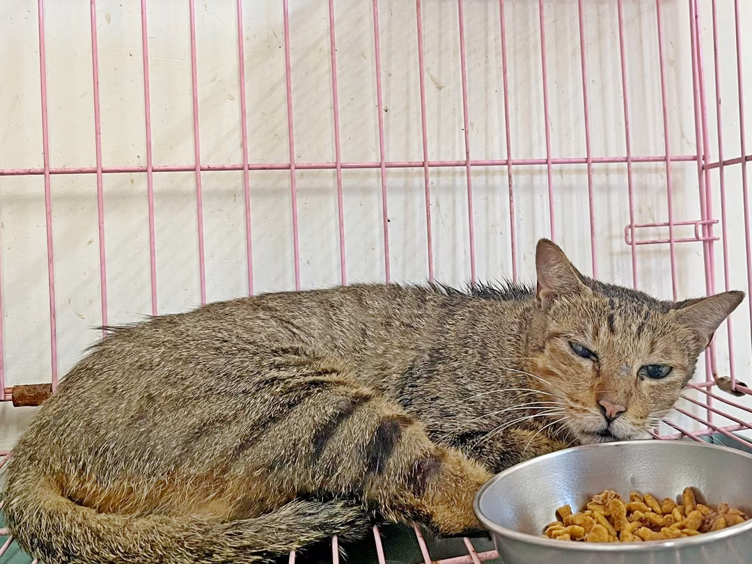 Tabby adult female mixed-breed cat, Medium, shelter no. …0404