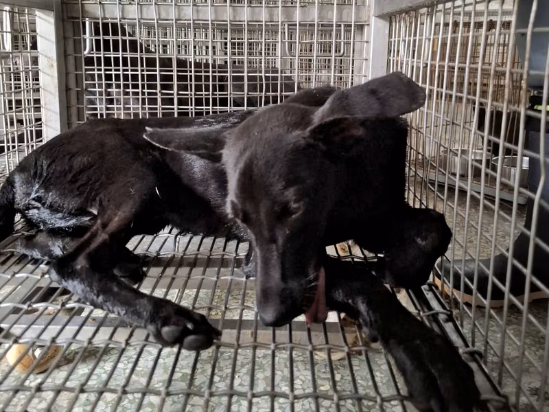 Black adult female mixed-breed dog, Large, shelter no. …3-07