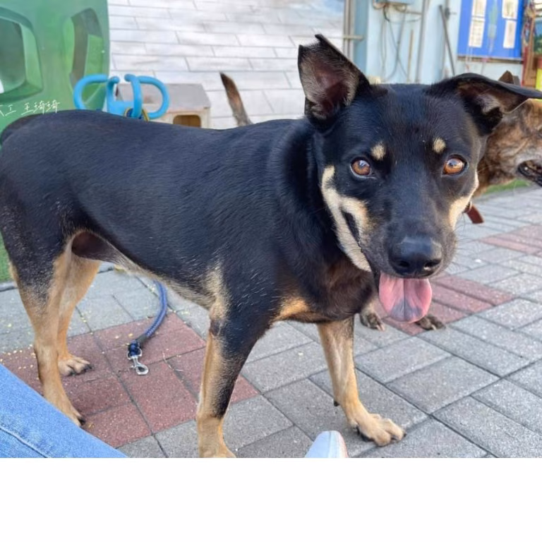 Black-and-tan adult female mixed-breed dog, Medium, shelter no. …5-07