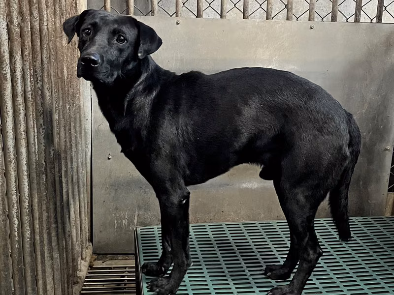 Black adult male mixed-breed dog, Medium, shelter no. …4004