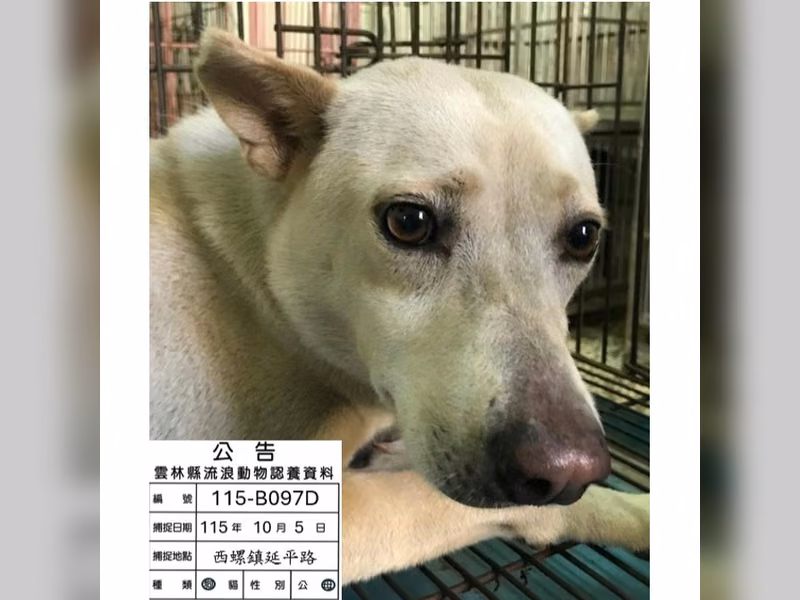 Tan adult female mixed-breed dog, Large, shelter no. …097D