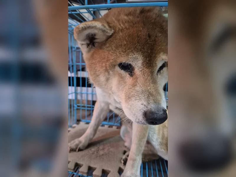 Tan adult male Shiba Inu, Medium, shelter no. …8001