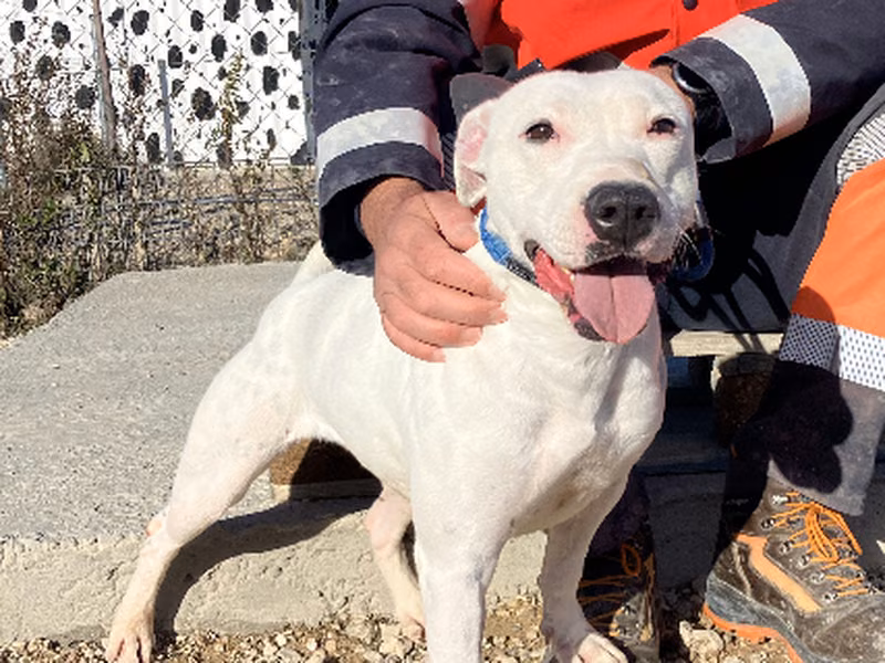 Luisa, Adult · Female · Medium · Mixed breed