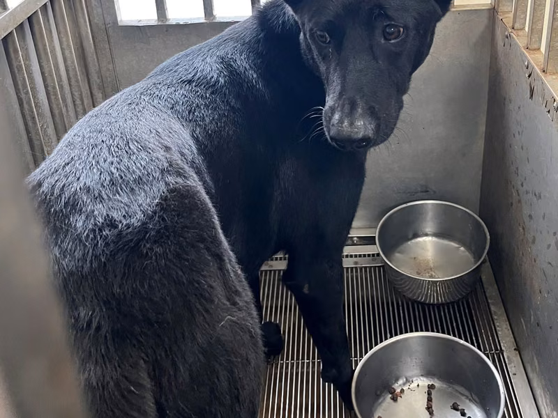 Black adult male mixed-breed dog, Medium, shelter no. …1001