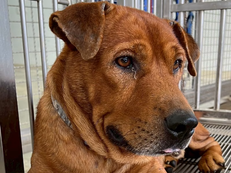 Tan adult male mixed-breed dog, Medium, shelter no. …7006