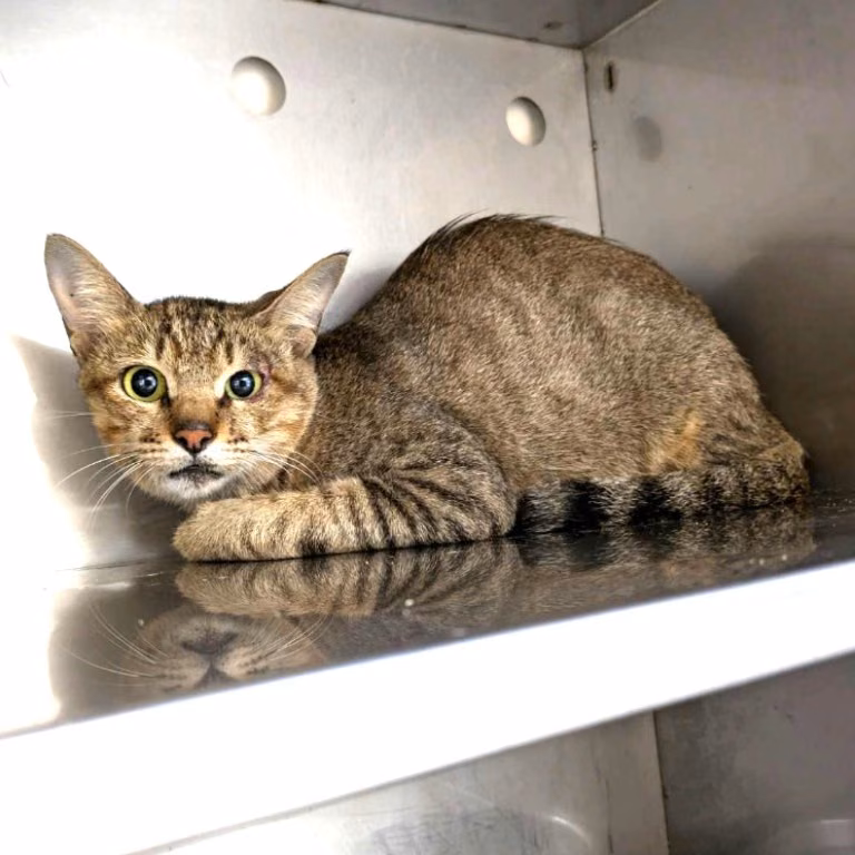 Tabby adult female mixed-breed cat, Medium, shelter no. …8001