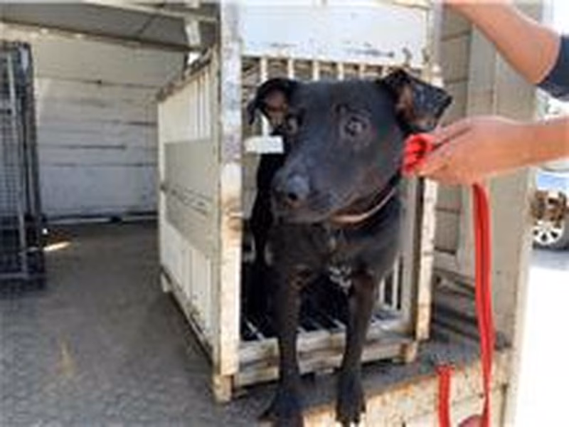 Black adult male mixed-breed dog, Medium, shelter no. …7015