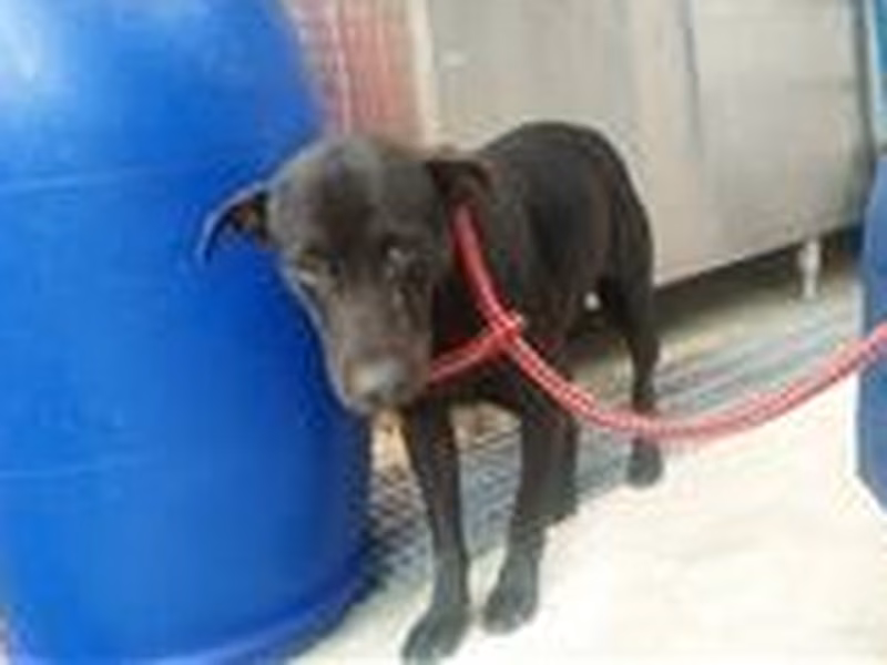 Black adult male mixed-breed dog, Large, shelter no. …5002