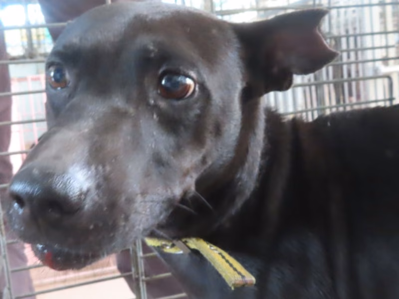 Black adult male mixed-breed dog, Medium, shelter no. …9-10