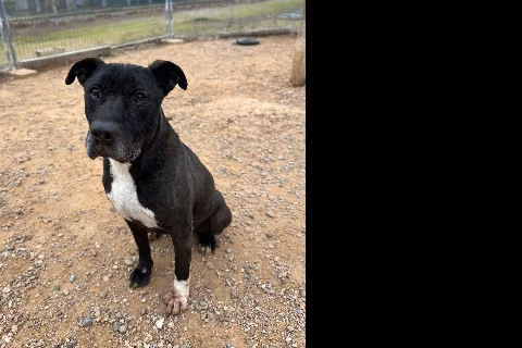 Duque, Senior · Mâle · Moyen · American Pit Bull Terrier