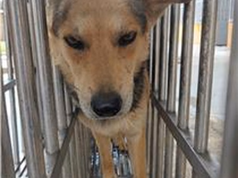 Black-and-tan adult male mixed-breed dog, Large, shelter no. …8020