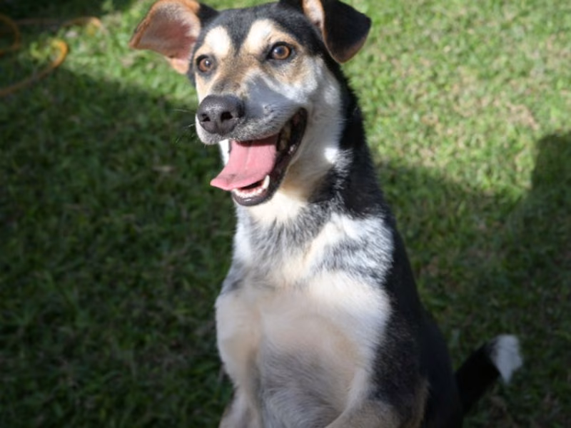 Black-and-white young male mixed-breed dog, Medium, shelter no. …3006