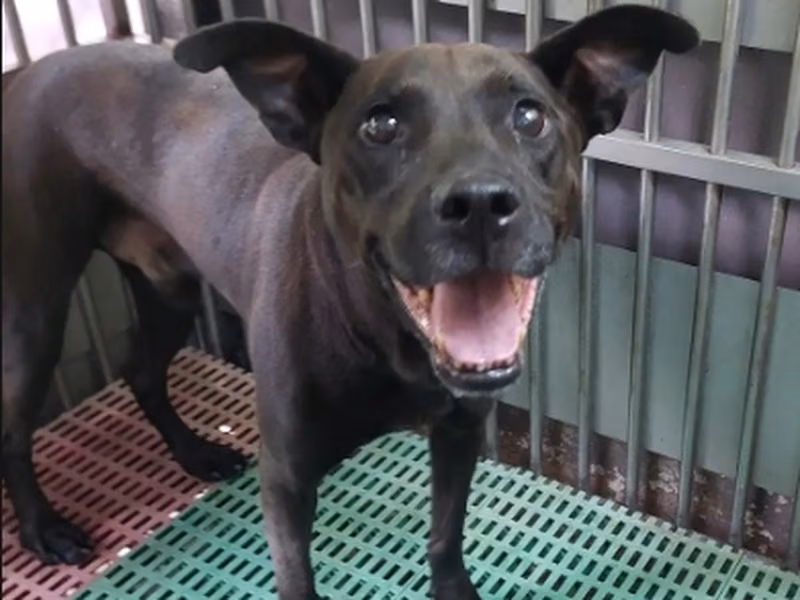 Black adult male mixed-breed dog, Medium, shelter no. …7001